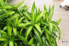 【适合】百合竹 | 适合客厅养的水养植物