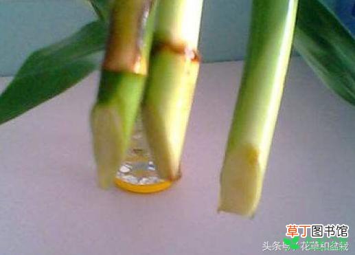 【富贵竹】水培富贵竹老黄叶原因有哪些？