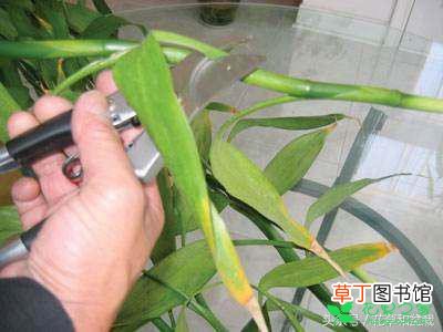 【富贵竹】水培富贵竹老黄叶原因有哪些？