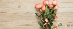 【玫瑰花】送玫瑰花朵数的含义 送玫瑰花朵数的含义是什么