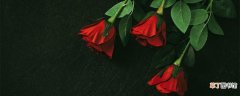 【玫瑰花】送几朵玫瑰花的含义 送几朵玫瑰花的含义有什么