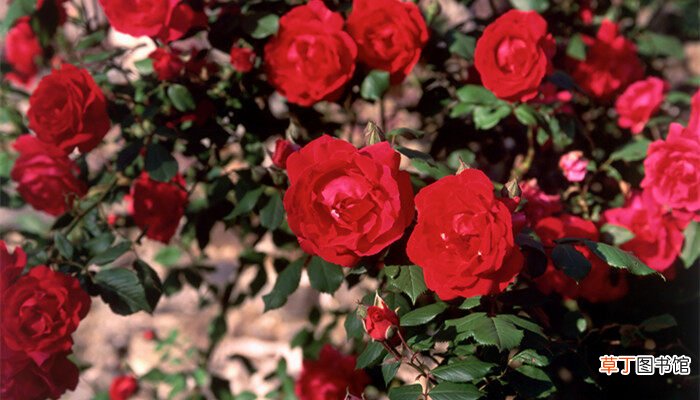 【玫瑰花】送几朵玫瑰花的含义 送几朵玫瑰花的含义有什么