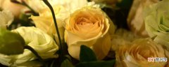 【玫瑰花】几朵玫瑰花的含义 几朵玫瑰花的含义有什么