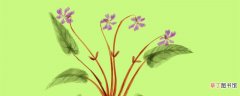 【植物】地丁草和紫花地丁一样吗 紫花地丁是什么植物