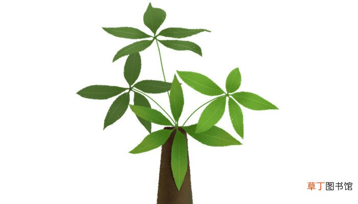 【发财树】发财树怎么养能长得更快 发财树怎么养能长得更快呢