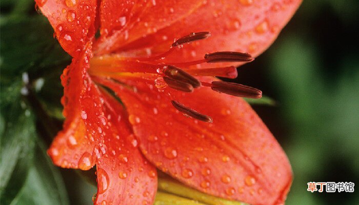 【颜色】百合花是什么颜色的 百合花是什么颜色的最普遍的