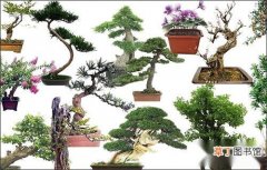 【盆景】哪些植物可以进行盆景制作以及如何为盆景打理造型