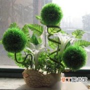 【花】巧手制作花球盆景DIY