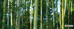 【特点】毛竹的生长特点 毛竹的生长特点是什么