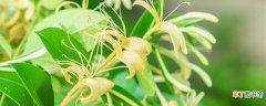 【植物】金银花是什么植物 金银花是什么植物种类