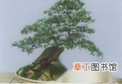 【树】水旱盆景的树木栽种