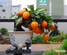【盆景】水果盆景开发大有市场