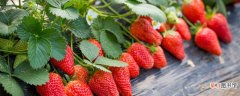 【季节】草莓是哪个季节的 草莓是成熟于哪个季节