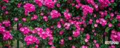 【多】蔷薇几年可以爬满墙 蔷薇多久能爬一面墙