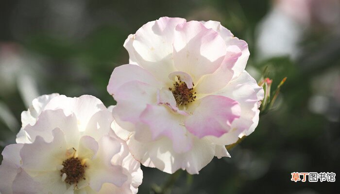【月季花】爬藤月季花的养殖方法 爬藤月季花的养殖方法阳台