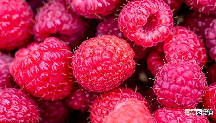 【野草莓】覆盆子与野草莓的区别 覆盆子与野草莓的区别在哪