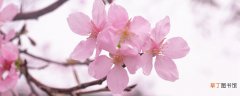 【月份】樱花是几月份开放 樱花几月开放时间