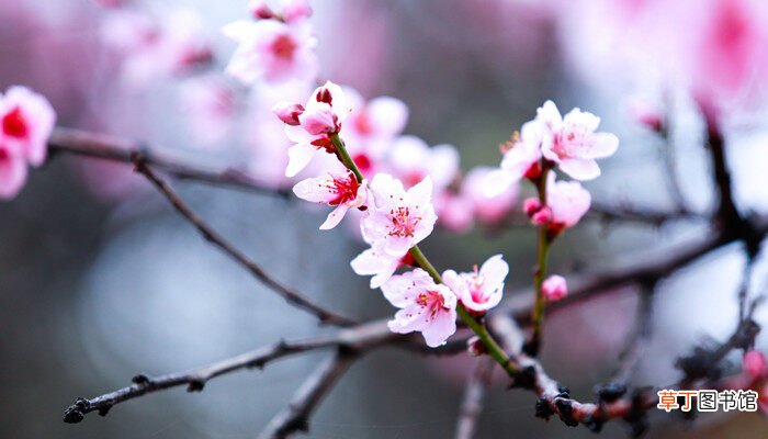 【季节】桃花是什么季节开的 桃花是什么季节开