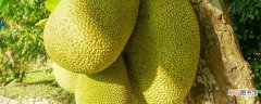 【种子】菠萝蜜种子盆栽的教程 菠萝蜜种子盆栽种植方式