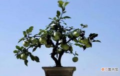 【苹果树】微型苹果树盆栽怎么预防虫害