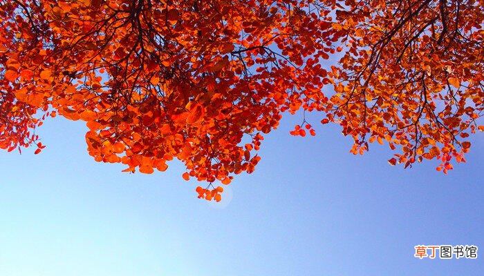 【秋天】红叶为什么秋天变红 红叶为什么秋天变红呢