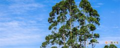 【特点】尤加利树的特点 尤加利树的特点是什么