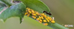【花卉大全】蜜虫子怎么能快速消除 蜜虫子怎么才能快速消除