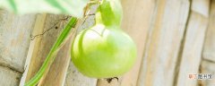 【种植方法】干葫芦籽的种植方法 干葫芦籽的种植方法是什么