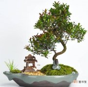【树】福建茶树盆景喜欢用什么土