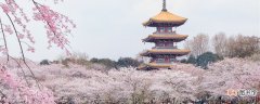 【季节】日本樱花什么季节开 日本樱花什么季节开呢