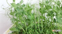 【豌豆】阳台豌豆的种植方法