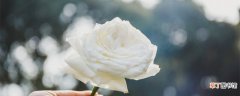 【玫瑰花】送玫瑰花数量的含义 送不同玫瑰花数量的含义