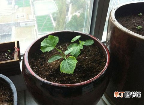 【黄瓜】阳台黄瓜的种植方法