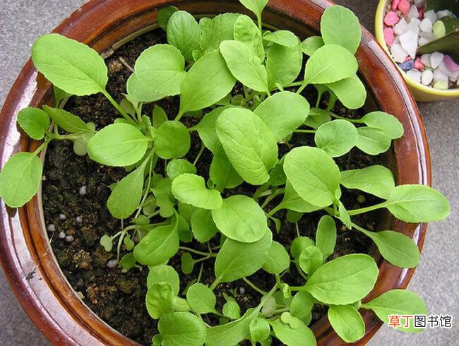 【种植】阳台小白菜的种植方法