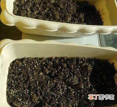 【种植】阳台小白菜的种植方法