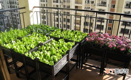 【阳台】如何在阳台上种菜