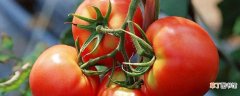 【西红柿】阳台西红柿的种植步骤