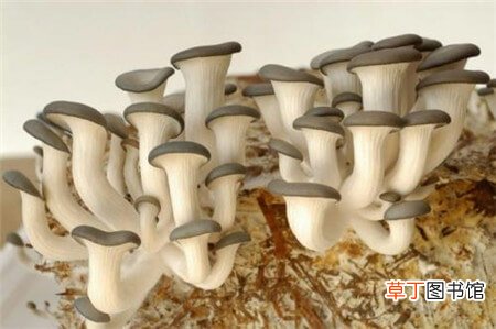 【种植】阳台种植蘑菇的方法