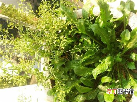 【种植】阳台种植荠菜的方法