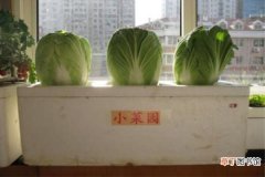 【方法】阳台种白菜的方法