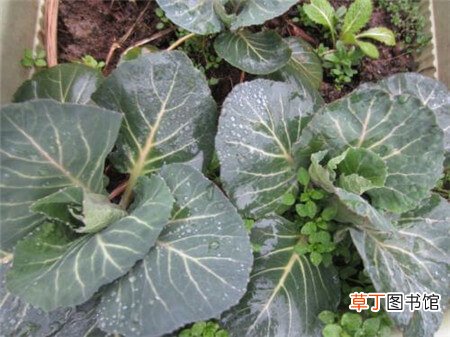 【种植】阳台种植花椰菜的方法和注意事项