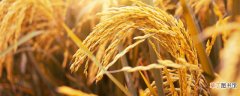 【水稻】小麦是什么 和水稻的区别是什么 小麦是什么 和水稻的区别是什么呢