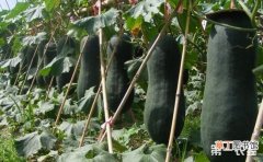 【冬瓜】黑皮冬瓜的高产种植技术有哪些？