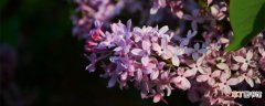 【植物】紫丁香是什么植物 紫丁香是什么植物呢