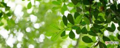 【繁殖】平安树的繁殖方法 平安树的繁殖方法是什么