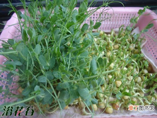 【种植】豌豆苗种植方法有哪些？