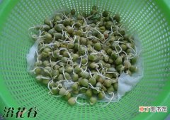 【种植】豌豆苗种植方法有哪些？