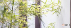 【种植方法】竹子种植方法 竹子的种植方法
