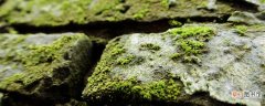 【养殖方法】苔藓微景观怎么养 苔藓微景观的养殖方法