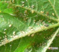 【虫害】石竹虫害防治方法有哪些？